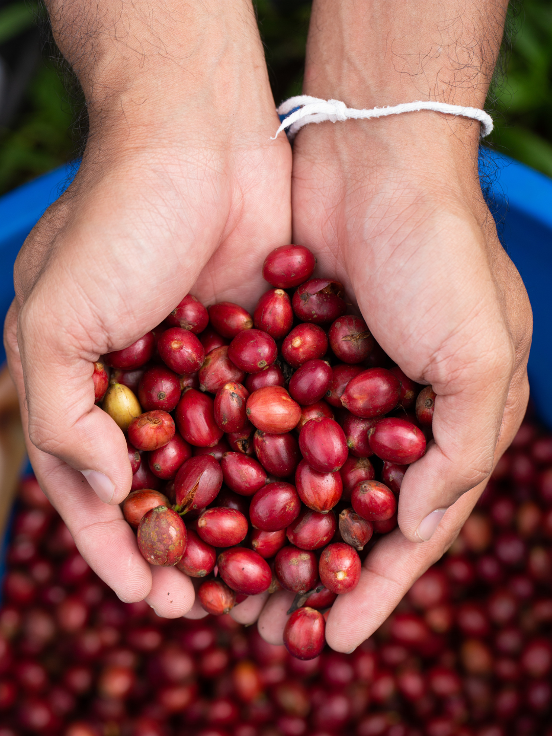 Por qué sube el precio del café en 2026 (y por qué importa comprar directo al productor)