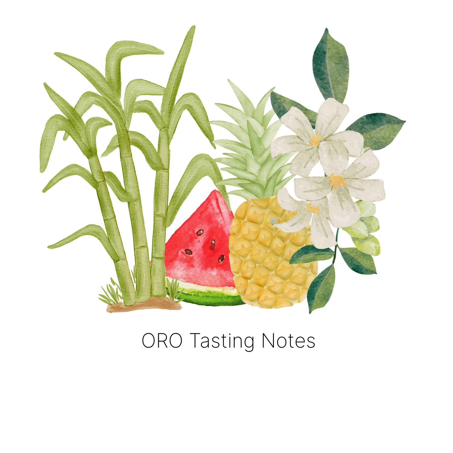 Oro - Competition Maracaturra Natural