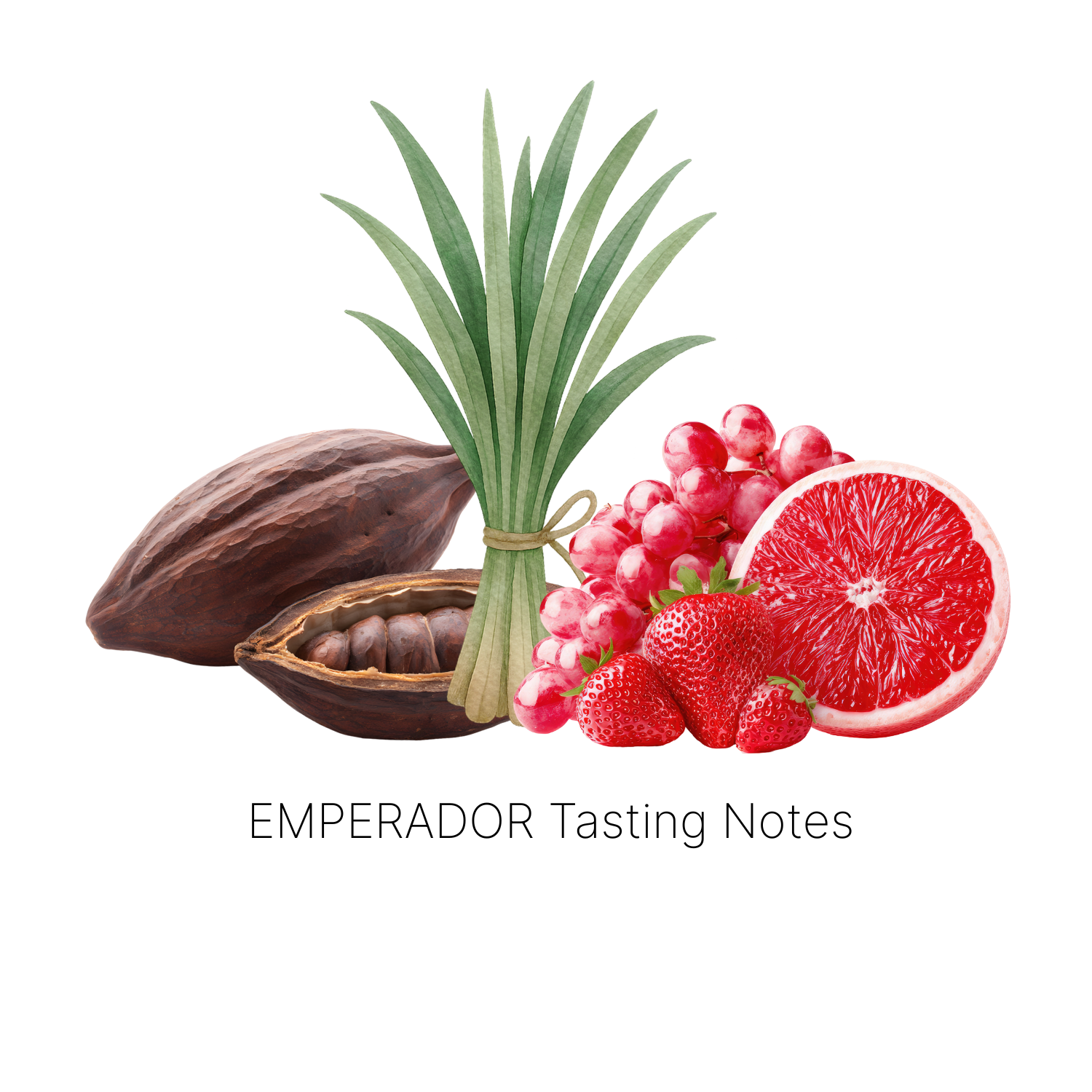 Emperador - Maracaturra Washed